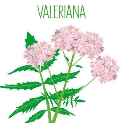 Валериана лекарственная Фарма