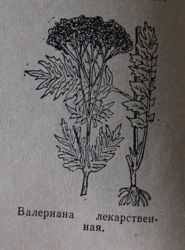 Валериана лекарственная строение