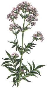 Корневище валерианы для зарисовки