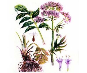 Валерьяна растение вектор