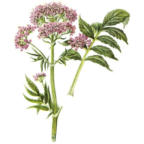 Валериана Ботаническая