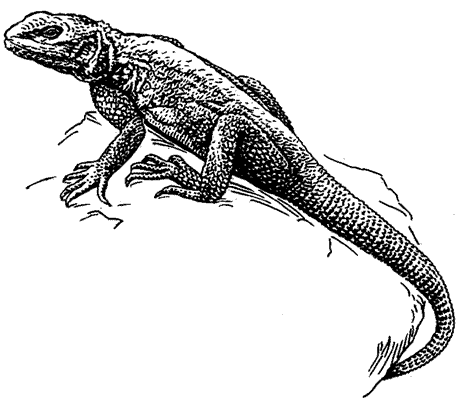 Внешний вид кавказской агамы