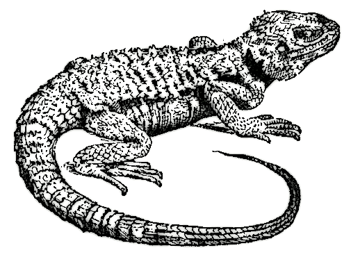 Гаттерия раскраска