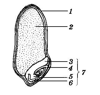 Семя строение семян зерновки пшеницы
