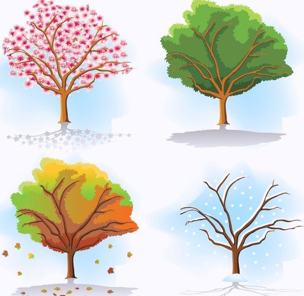Дерево 4 сезона