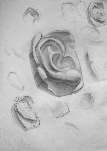 Академический рисунок уха Давида