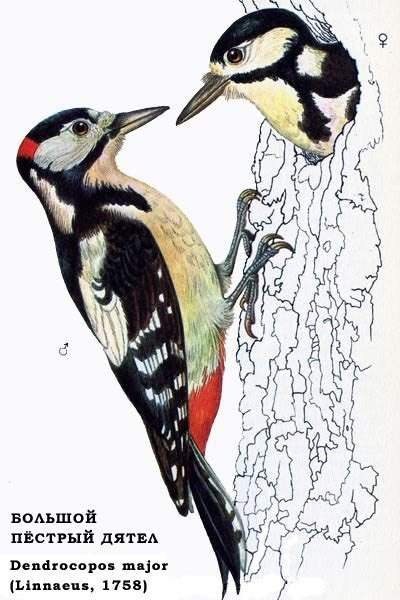 Дятел цветными карандашами