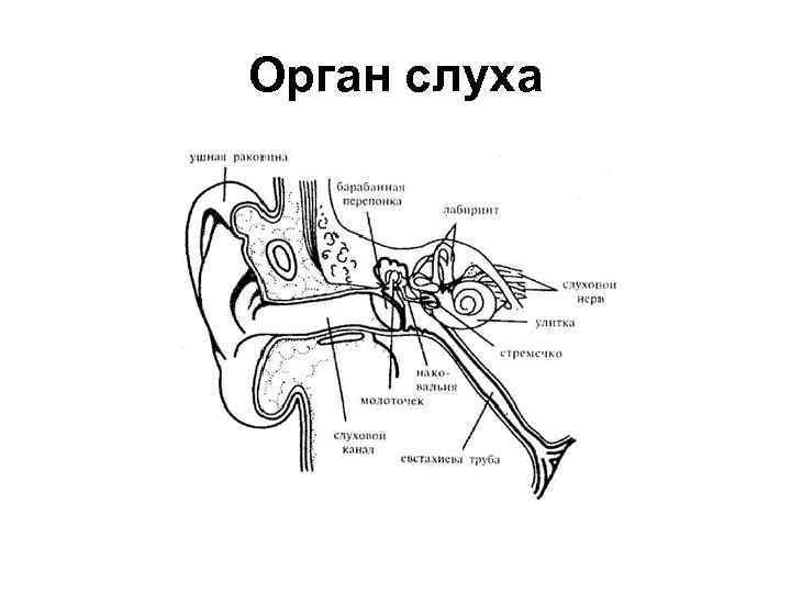 Практическая работа изучение строения органа слуха. Строение уха человека биология. Строение уха человека схема ЕГЭ. Схема строения органа слуха. Строение органа слуха рисунок биология 8 класс.