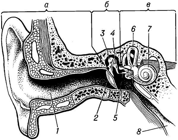 Строение периферического отдела слухового анализатора