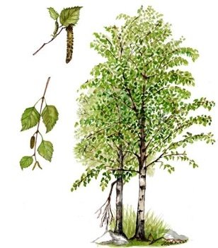 Береза повислая Ботаническая иллюстрация