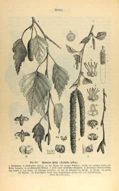 Береза повислая побег