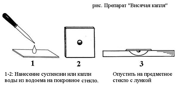 Метод висячей капли микробиология