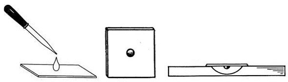 Приготовление препарата кожицы лука 5 класс
