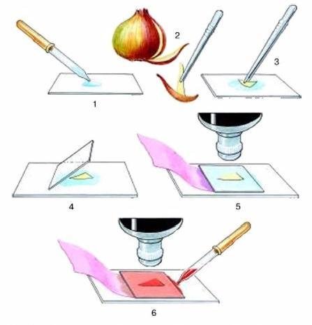 Временный препарат для микроскопа