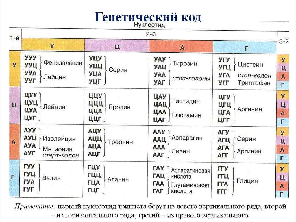 Нуклеотидная последовательность участка и рнк. Генетический код нуклеотиды таблица. Генетический код ДНК И РНК таблица. Таблица кодонов ДНК. Генетический код белка таблица.