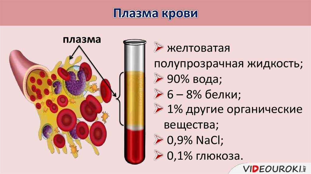Функция плазмы крови человека. Внутренняя среда кровь состав и функции 8 класс конспект. Плазма состав крови функции плазмы. Строение состав и функции плазмы крови. Состав плазмы крови человека.