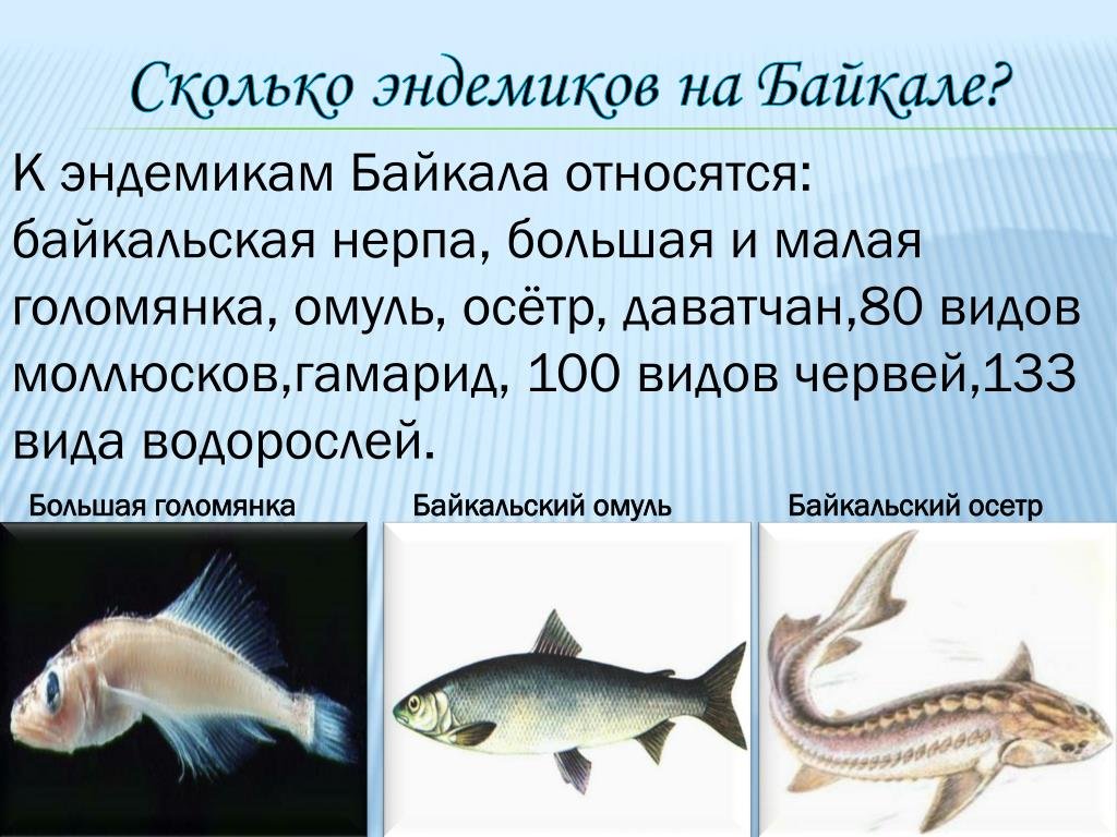 Живые организмы байкала. Эндемики озера Байкал. Рыба эндемик озера Байкал. Эндемики озера Байкал список. Обитатели эндемики озера Байкал.