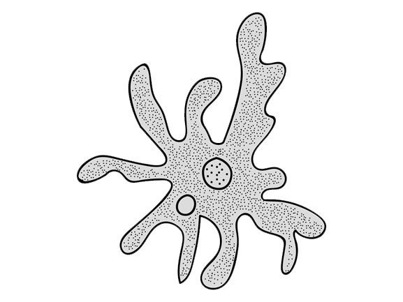 Амёба обыкновенная контур
