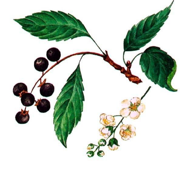 Черемуха обыкновенная Ботаническая карточка