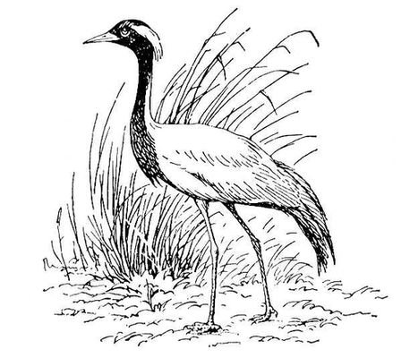 Рисунок журавль кроссовка