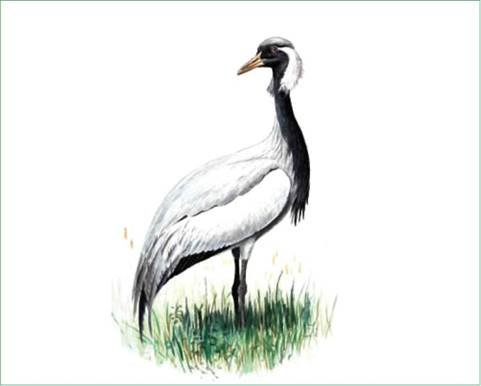 Журавль красавка рисунок