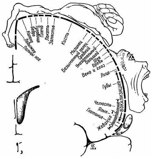 Человек Пенфилда