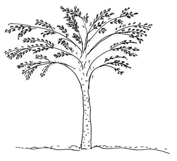 Характер линий дерево