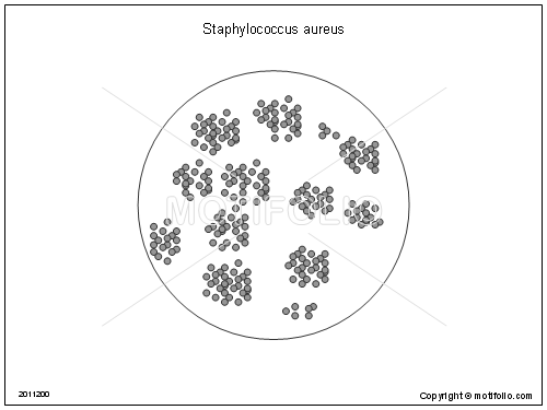 Стафилококки схема