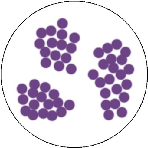 Стафилококки окраска генцианвиолет