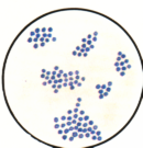 Формы бактерий и их названия