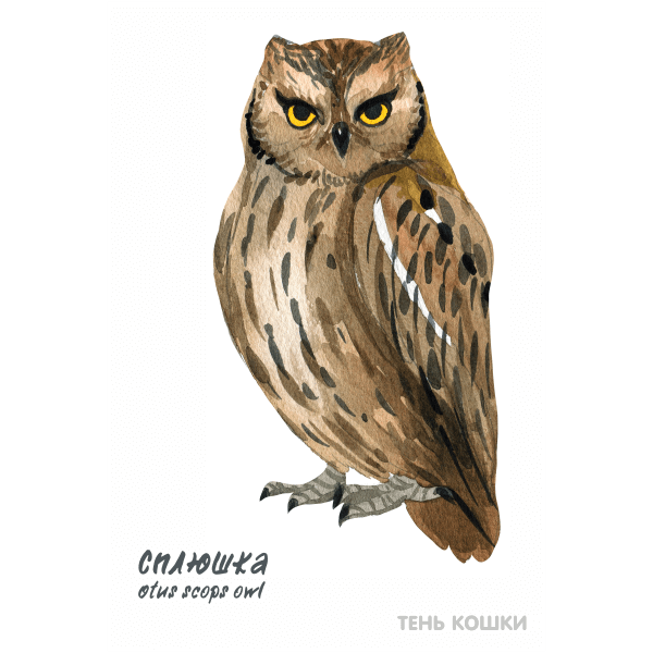 Сплюшка рисунок