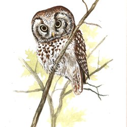 Сыч рисунок