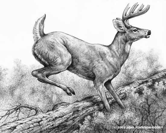 Бегущий олень раскраска