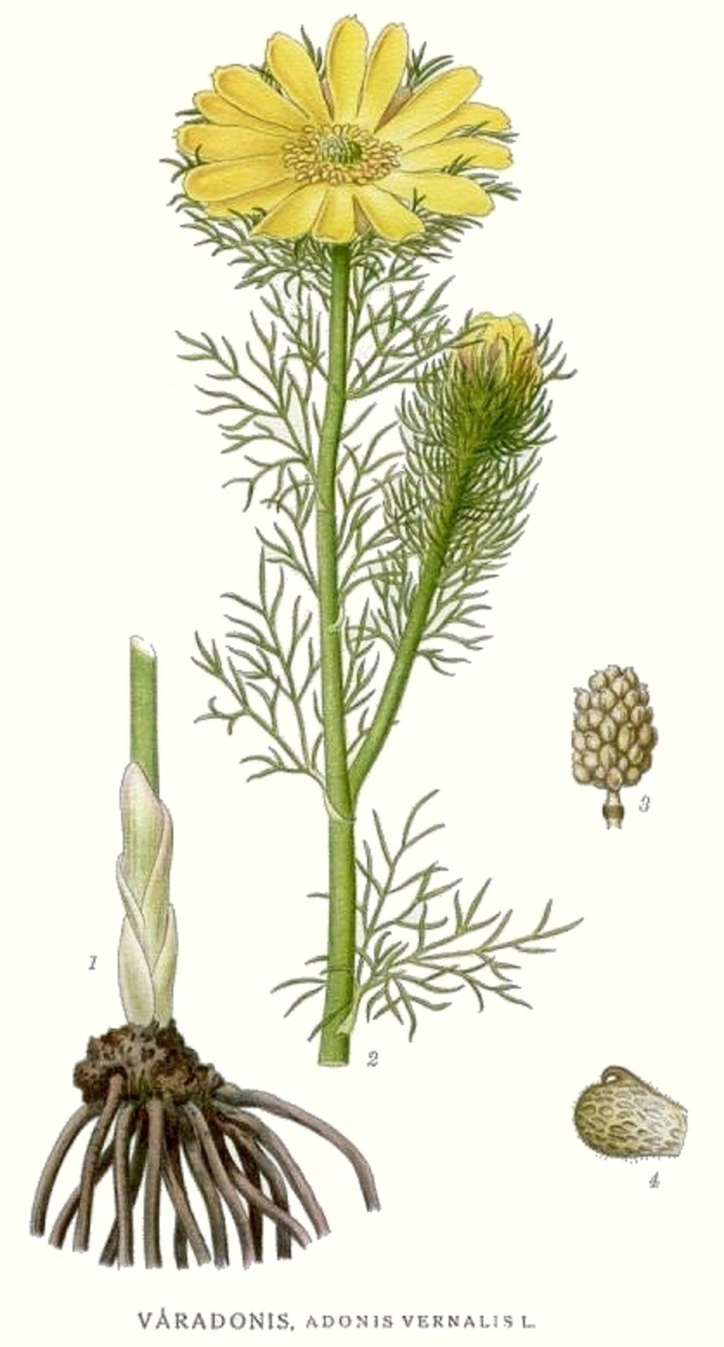 Адонис весенний Ботаническая иллюстрация
