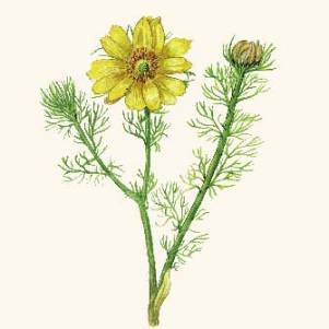 Горицвет, адонис весенний черно белый