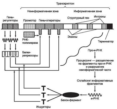 Схема регуляции транскрипции у прокариот