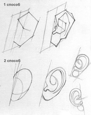 Баммес анатомия уха