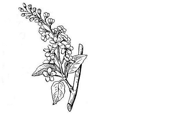 Черемуха рисунок