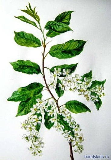 Рисование ветка черемухи