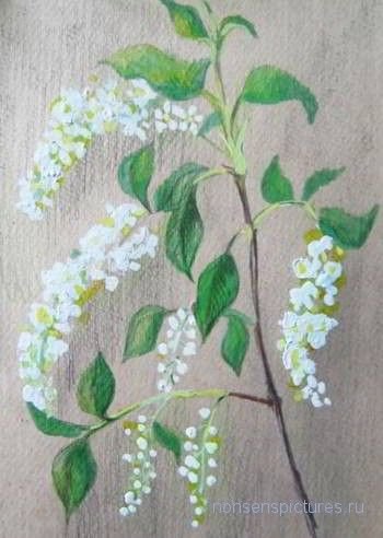 Рисование ветка черемухи