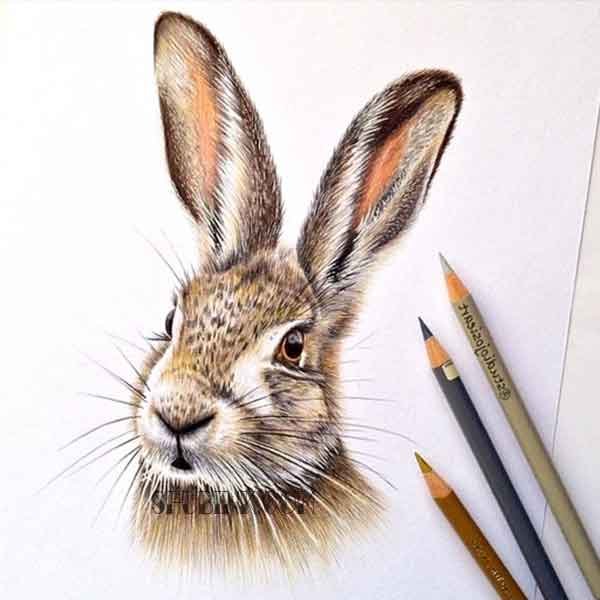 Заяц цветными карандашами