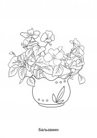 Комнатные цветы бальзамин раскраска