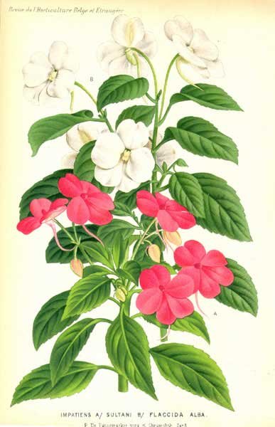 Рисуем бальзамин