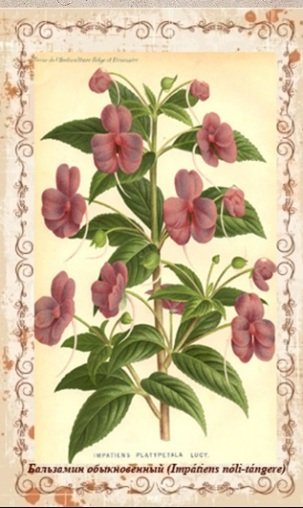 Бальзамин акварель