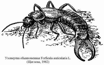 Уховертка насекомое рисунок