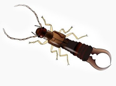 Уховертка тату