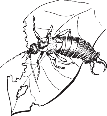 Уховертка насекомое рисунок
