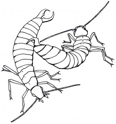 Уховертка рисунок