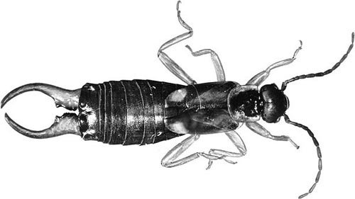 Отряд уховертки Крылья