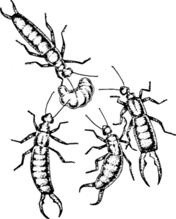 Уховертка на белом фоне